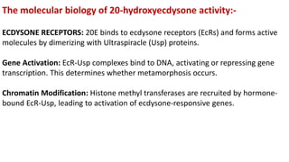 The molecular biology of 20-hydroxyecdysone activity:-
ECDYSONE RECEPTORS: 20E binds to ecdysone receptors (EcRs) and forms active
molecules by dimerizing with Ultraspiracle (Usp) proteins.
Gene Activation: EcR-Usp complexes bind to DNA, activating or repressing gene
transcription. This determines whether metamorphosis occurs.
Chromatin Modification: Histone methyl transferases are recruited by hormone-
bound EcR-Usp, leading to activation of ecdysone-responsive genes.
 
