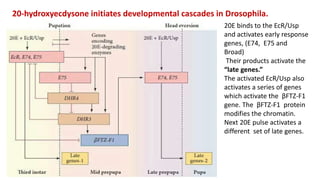 20E binds to the EcR/Usp
and activates early response
genes, (E74, E75 and
Broad)
Their products activate the
“late genes.”
The activated EcR/Usp also
activates a series of genes
which activate the βFTZ-F1
gene. The βFTZ-F1 protein
modifies the chromatin.
Next 20E pulse activates a
different set of late genes.
20-hydroxyecdysone initiates developmental cascades in Drosophila.
 