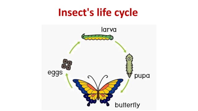 Metamorphosis in insects ppt.pptx | Biological Sciences | Science