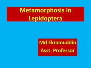 Metamorphosis in
Lepidoptera
Md Ekramuddin
Asst. Professor
 