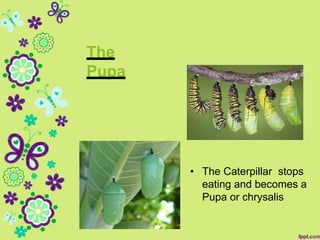 The
Pupa
• The Caterpillar stops
eating and becomes a
Pupa or chrysalis
 