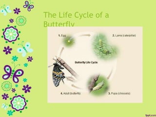 The Life Cycle of a
Butterfly
 