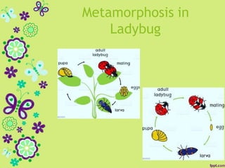 Metamorphosis in
Ladybug
 