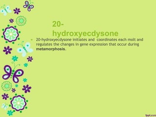 20-
hydroxyecdysone
 20-hydroxyecdysone initiates and coordinates each molt and
regulates the changes in gene expression that occur during
metamorphosis.
 