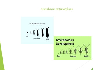 Ametabolous metamorphosis
 