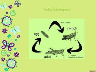 Gradualmetamorphosis
 