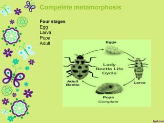 Compelete metamorphosis
Four stages
Egg
Larva
Pupa
Adult
 