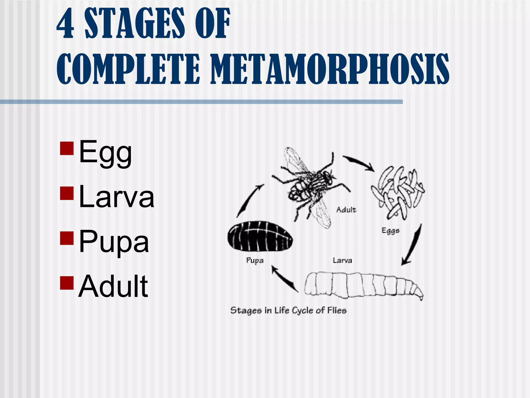 4 STAGES OF
COMPLETE METAMORPHOSIS
Egg
Larva
Pupa
Adult
 