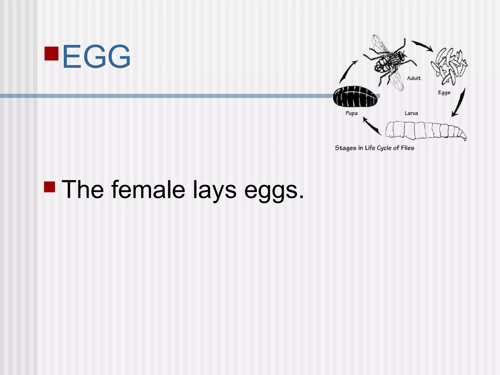 EGG
 The female lays eggs.
 