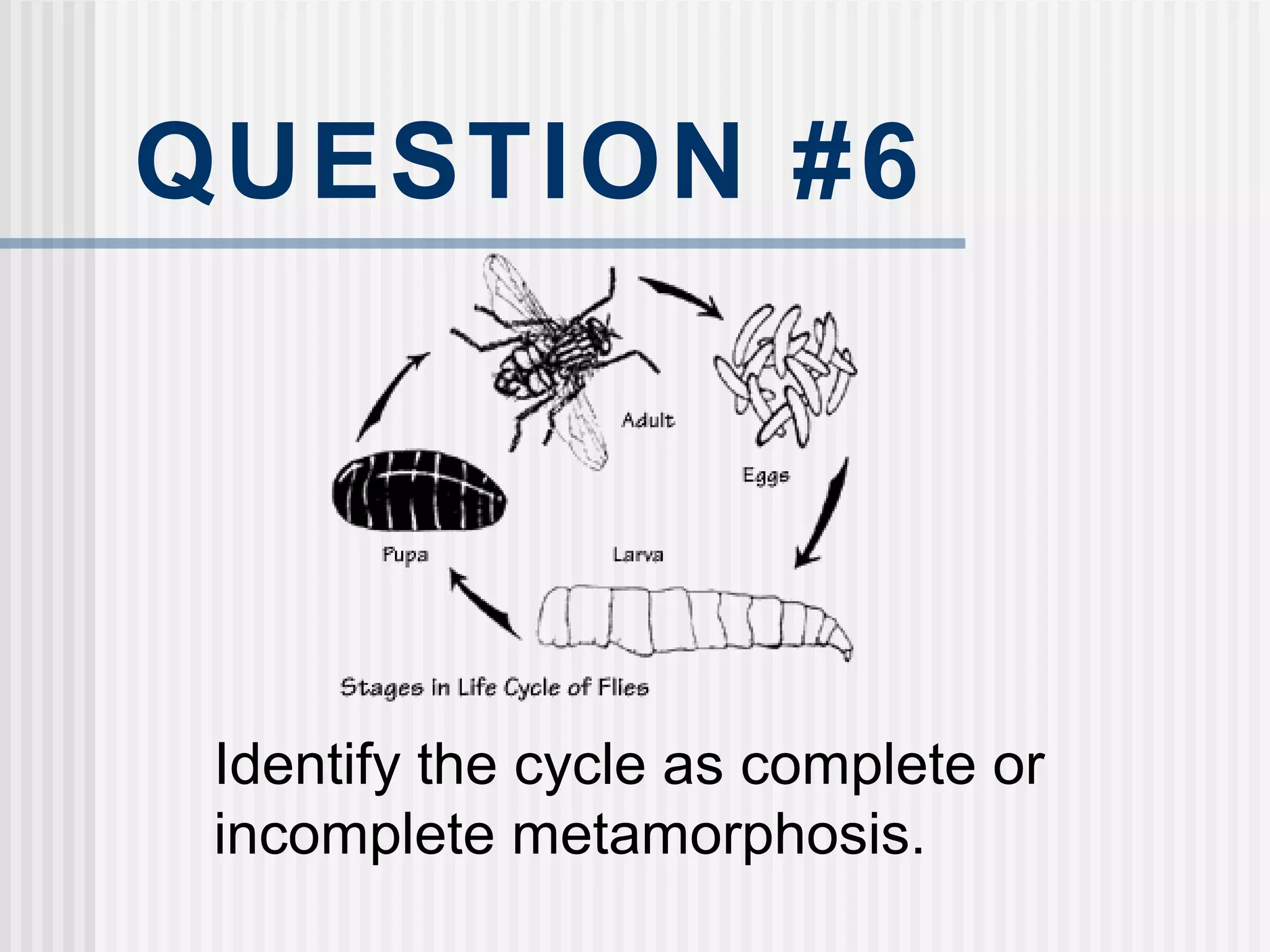 QUESTION #6
Identify the cycle as complete or
incomplete metamorphosis.
 