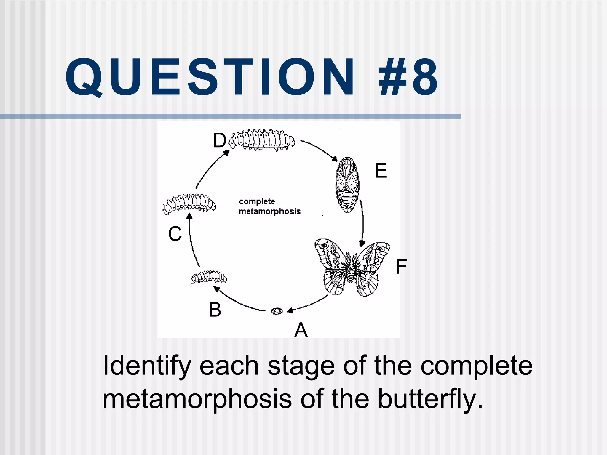 QUESTION #8
Identify each stage of the complete
metamorphosis of the butterfly.
A
B
C
D
E
F
 