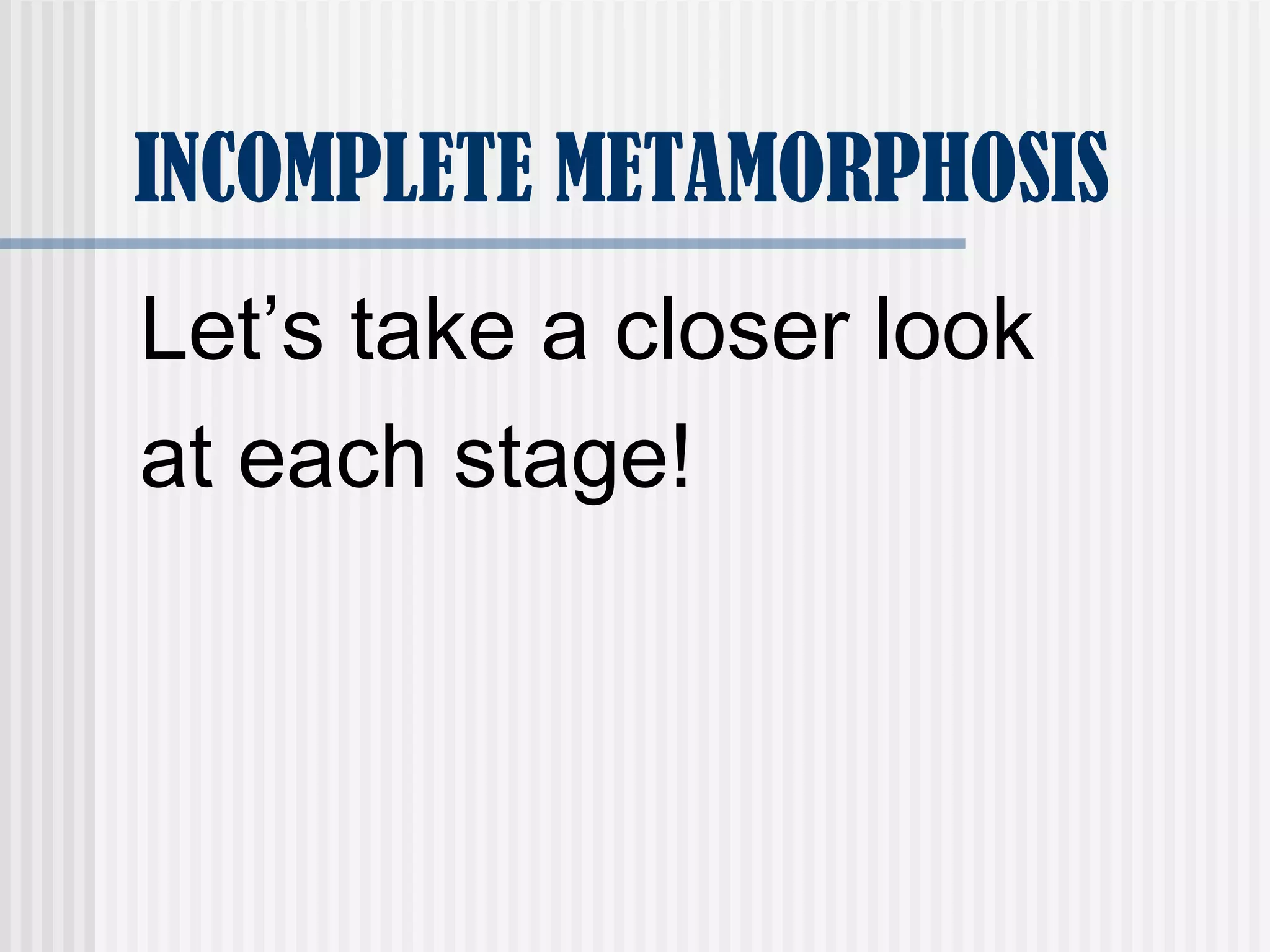 INCOMPLETE METAMORPHOSIS
Let’s take a closer look
at each stage!
 