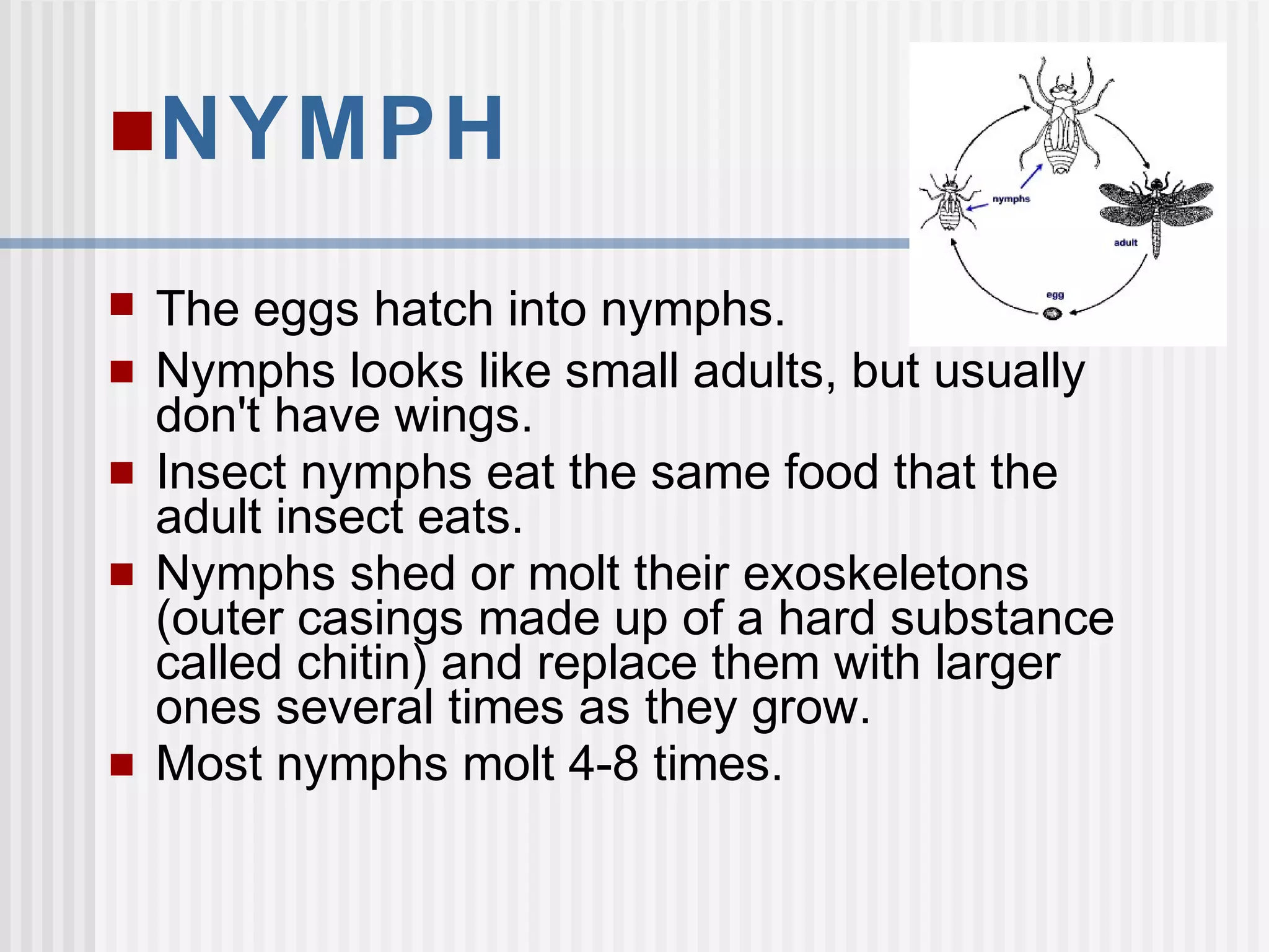 NYMPH
 The eggs hatch into nymphs.
 Nymphs looks like small adults, but usually
don't have wings.
 Insect nymphs eat the same food that the
adult insect eats.
 Nymphs shed or molt their exoskeletons
(outer casings made up of a hard substance
called chitin) and replace them with larger
ones several times as they grow.
 Most nymphs molt 4-8 times.
 