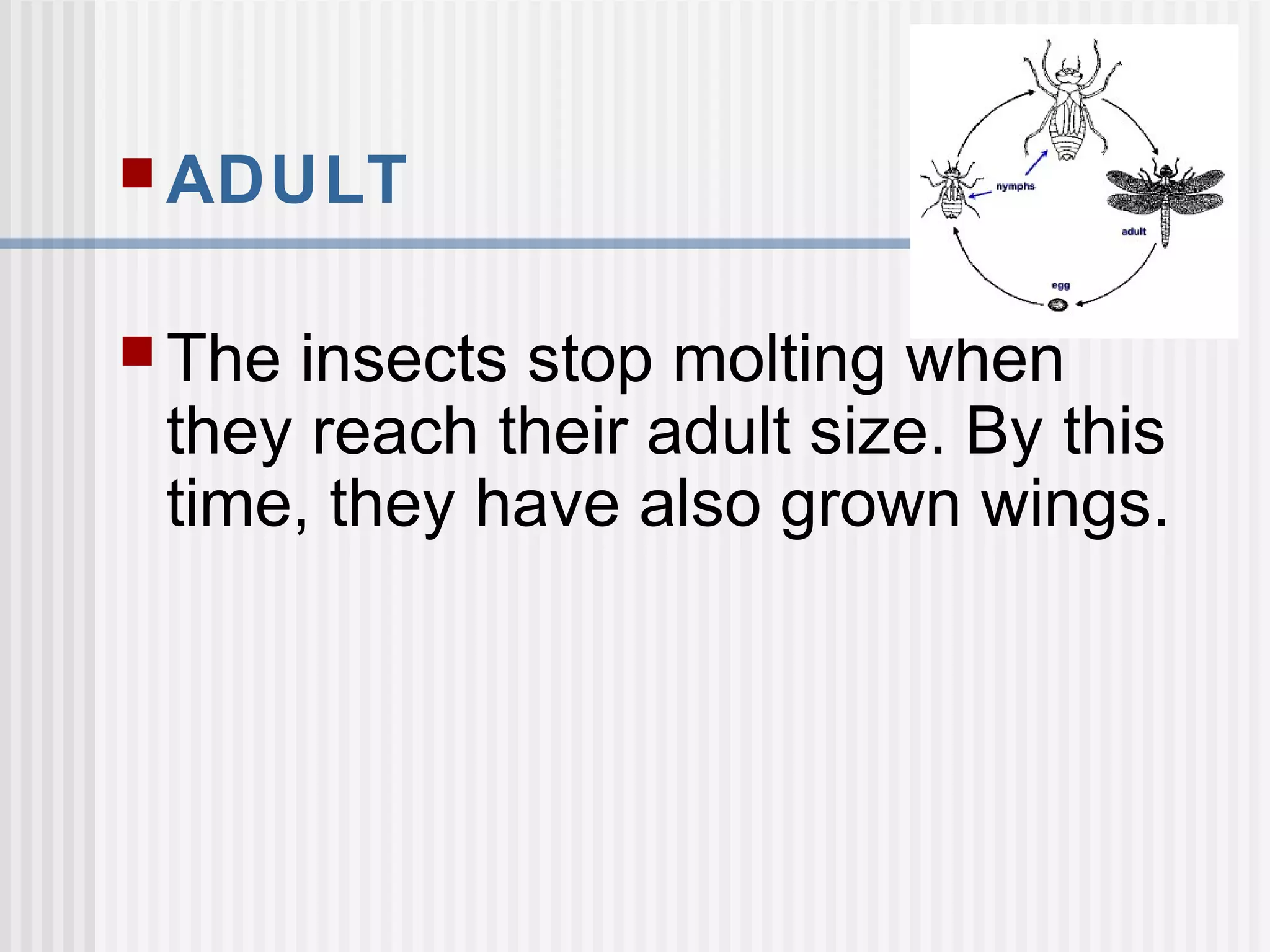  ADULT
 The insects stop molting when
they reach their adult size. By this
time, they have also grown wings.
 