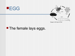EGG
 The female lays eggs.
 