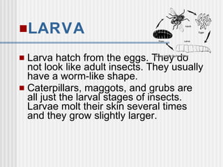LARVA
 Larva hatch from the eggs. They do
not look like adult insects. They usually
have a worm-like shape.
 Caterpillars, maggots, and grubs are
all just the larval stages of insects.
Larvae molt their skin several times
and they grow slightly larger.
 