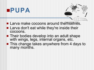 PUPA
 Larva make cocoons around themselves.
 Larva don't eat while they're inside their
cocoons.
 Their bodies develop into an adult shape
with wings, legs, internal organs, etc.
 This change takes anywhere from 4 days to
many months.
 