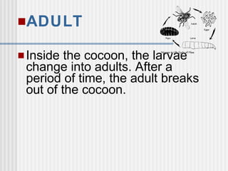 ADULT
Inside the cocoon, the larvae
change into adults. After a
period of time, the adult breaks
out of the cocoon.
 