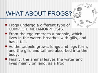 WHAT ABOUT FROGS?
 Frogs undergo a different type of
COMPLETE METAMORPHOSIS.
 From the egg emerges a tadpole, which
lives in the water, breathes with gills, and
has a tail.
 As the tadpole grows, lungs and legs form,
and the gills and tail are absorbed into the
body.
 Finally, the animal leaves the water and
lives mainly on land, as a frog.
 
