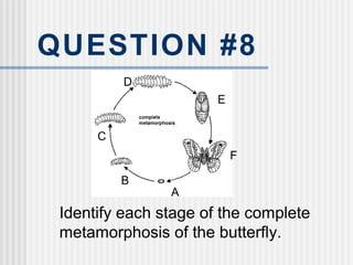 QUESTION #8
Identify each stage of the complete
metamorphosis of the butterfly.
A
B
C
D
E
F
 
