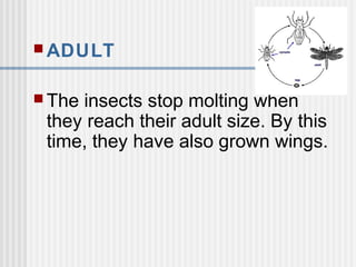  ADULT
 The insects stop molting when
they reach their adult size. By this
time, they have also grown wings.
 