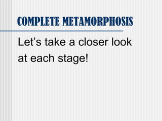 COMPLETE METAMORPHOSIS
Let’s take a closer look
at each stage!
 