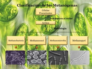 Metanógenas