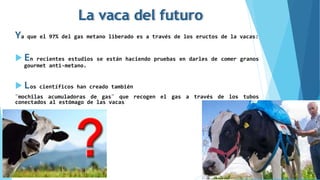 La vaca del futuro
Ya que el 97% del gas metano liberado es a través de los eructos de la vacas:
 En recientes estudios se están haciendo pruebas en darles de comer granos
gourmet anti-metano.
 Los científicos han creado también
¨mochilas acumuladoras de gas¨ que recogen el gas a través de los tubos
conectados al estómago de las vacas
 