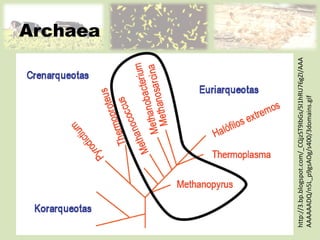 Archaea http://3.bp.blogspot.com/_CQjzST9IbGs/SI1hRU76gZI/AAAAAAAAADQ/n5L_p9gsAOg/s400/3domains.gif 