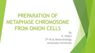 PREPARATION OF
METAPHASE CHROMOSOME
FROM ONION CELLS
By
K. VISALI
2ND M.Sc Biotechnology
Annamalai University
 