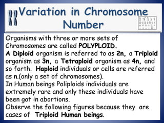 Organisms with three or more sets of
Chromosomes are called POLYPLOID.
A Diploid organism is referred to as 2n, a Triploid
organism as 3n, a Tetraploid organism as 4n, and
so forth. Haploid individuals or cells are referred
as n.(only a set of chromosomes).
In Human beings Poliploids individuals are
extremely rare and only these individuals have
been got in abortions.
Observe the following figures because they are
cases of Triploid Human beings.
 