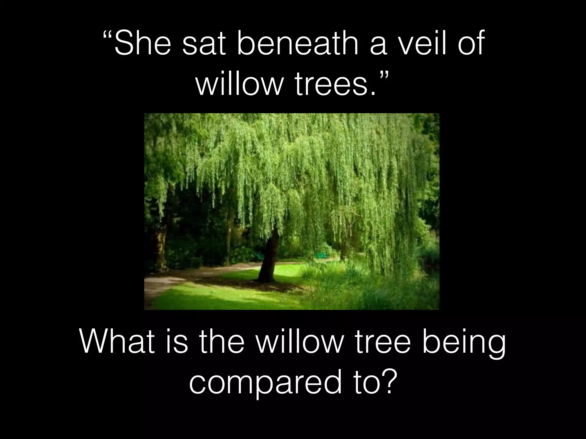 “She sat beneath a veil of
willow trees.”
What is the willow tree being
compared to?
 
