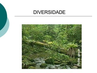 DIVERSIDADE 