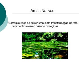 Áreas Nativas Correm o risco de sofrer uma lenta transformação de fora para dentro mesmo quando protegidas. 