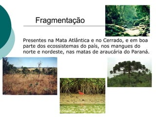 Presentes na Mata Atlântica e no Cerrado, e em boa parte dos ecossistemas do país, nos mangues do norte e nordeste, nas matas de araucária do Paraná. Fragmentação 