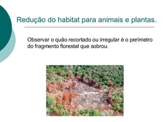 Redução do habitat para animais e plantas. Observar o quão recortado ou irregular é o perímetro do fragmento florestal que sobrou . 