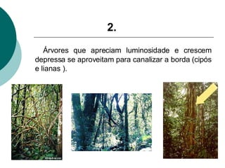 Árvores que apreciam luminosidade e crescem depressa se aproveitam para canalizar a borda (cipós e lianas ). 2. 
