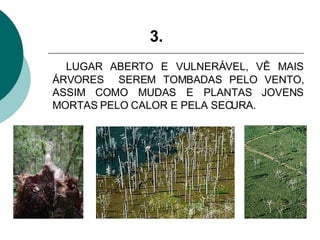 LUGAR ABERTO E VULNERÁVEL, VÊ MAIS ÁRVORES  SEREM TOMBADAS PELO VENTO, ASSIM COMO MUDAS E PLANTAS JOVENS MORTAS PELO CALOR E PELA SECURA. 3. 