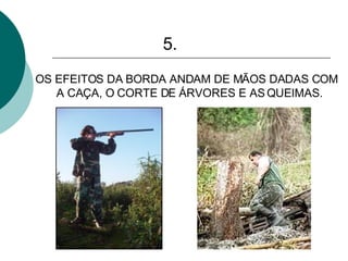 5. OS EFEITOS DA BORDA ANDAM DE MÃOS DADAS COM A CAÇA, O CORTE DE ÁRVORES E AS QUEIMAS. 