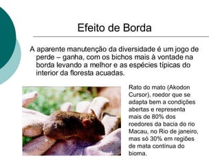 Efeito de Borda   A aparente manutenção da diversidade é um jogo de perde – ganha, com os bichos mais à vontade na borda levando a melhor e as espécies típicas do interior da floresta acuadas.  Rato do mato (Akodon Cursor), roedor que se adapta bem a condições abertas e representa mais de 80% dos roedores da bacia do rio Macau, no Rio de janeiro, mas só 30% em regiões de mata contínua do bioma. 