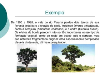Exemplo De 1990 a 1998, o vale do rio Paraná perdeu dois terços de sua floresta seca para a criação de gado, incluindo árvores ameaçadas, como a cerejeira (Amburana cearensis) e o cedro (Cedrela fissilis). Os efeitos de borda parecem não ser tão importantes nesse tipo de formação vegetal, como de resto em quase todo o cerrado, mas sua natureza fragmentada original torna especialmente complicado afeta-la ainda mais, afirma o pesquisador.   