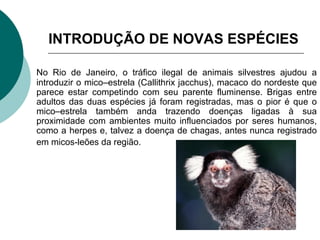 No Rio de Janeiro, o tráfico ilegal de animais silvestres ajudou a introduzir o mico–estrela (Callithrix jacchus), macaco do nordeste que parece estar competindo com seu parente fluminense. Brigas entre adultos das duas espécies já foram registradas, mas o pior é que o mico–estrela também anda trazendo doenças ligadas à sua proximidade com ambientes muito influenciados por seres humanos, como a herpes e, talvez a doença de chagas, antes nunca registrado em micos-leões da região.   INTRODUÇÃO DE NOVAS ESPÉCIES 