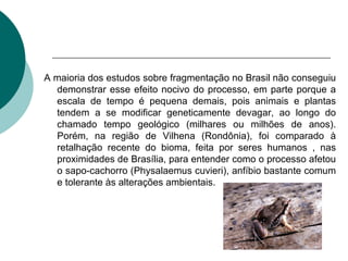 A maioria dos estudos sobre fragmentação no Brasil não conseguiu demonstrar esse efeito nocivo do processo, em parte porque a escala de tempo é pequena demais, pois animais e plantas tendem a se modificar geneticamente devagar, ao longo do chamado tempo geológico (milhares ou milhões de anos). Porém, na região de Vilhena (Rondônia), foi comparado à retalhação recente do bioma, feita por seres humanos , nas proximidades de Brasília, para entender como o processo afetou o sapo-cachorro (Physalaemus cuvieri), anfíbio bastante comum e tolerante às alterações ambientais.   