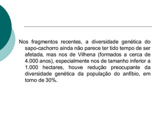 Nos fragmentos recentes, a diversidade genética do sapo-cachorro ainda não parece ter tido tempo de ser afetada, mas nos de Vilhena (formados a cerca de 4.000 anos), especialmente nos de tamanho inferior a 1.000 hectares, houve redução preocupante da diversidade genética da população do anfíbio, em torno de 30%.   