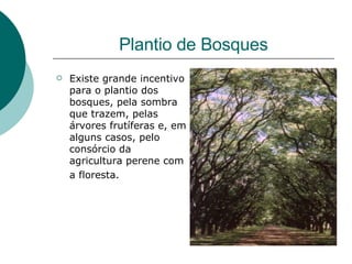 Plantio de Bosques Existe grande incentivo para o plantio dos bosques, pela sombra que trazem, pelas árvores frutíferas e, em alguns casos, pelo consórcio da agricultura perene com a floresta.   