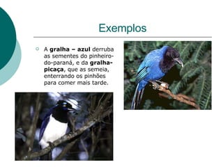 Exemplos A  gralha – azul  derruba as sementes do pinheiro-do-paraná, e da  gralha-picaça , que as semeia, enterrando os pinhões para comer mais tarde. 