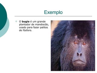 Exemplo O  bugio  é um grande plantador de mandiocão, usado para fazer palitos de fósforo. 