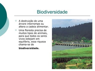 Biodiversidade A destruição de uma árvore interrompe ou altera a cadeia alimentar. Uma floresta precisa de muitos tipos de animais, para que todos os seres vivos estejam em equilíbrio, essa riqueza chama-se de  biodiversidade.   