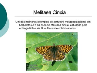 Melitaea Cinxia   Um dos melhores exemplos de estrutura metapopulacional em borboletas é o da espécie Melitaea cinxia, estudada pelo ecólogo finlandês Ilkka Hanski e colaboradores.  