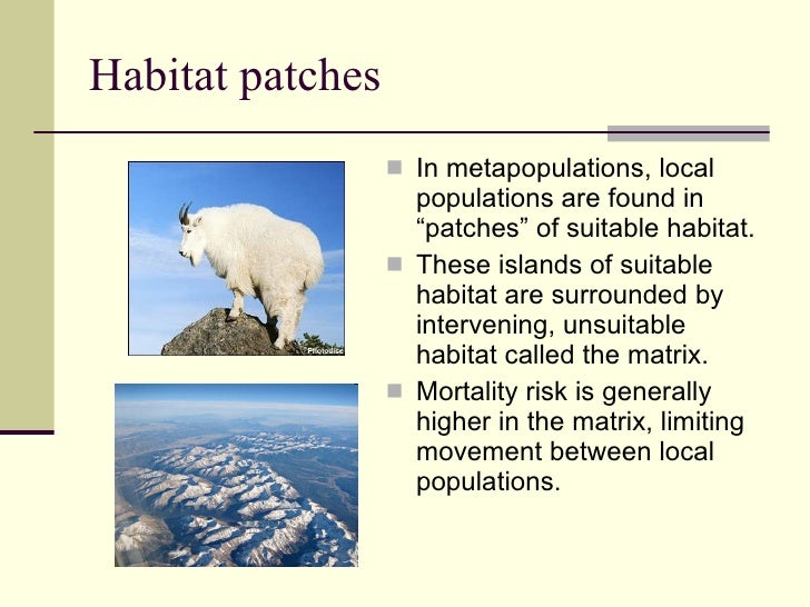 metapopulation